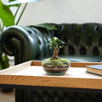 Bonsai Diy Terrarium Kit: Stylish Plant Decor | 'Kyoto', 7 of 11