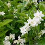Shrub Philadelphus 'Aureus' One X Plant In A One L Pot, thumbnail 5 of 5