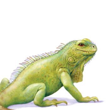 Illustrated Iguana Print, 2 of 3
