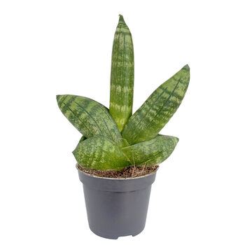 Starfish Snake Plant House Plant, 3 of 3
