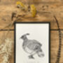 H Is For Himalayan Monal Illustration Print, thumbnail 3 of 5