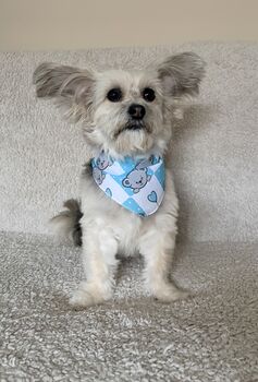 Blue Love Bug Bear Dog Bandana, 4 of 8