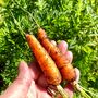 Grow Your Own Snowman Noses, thumbnail 3 of 3