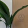Plant And Pot Subscription Box Houseplant Lover Gift, thumbnail 8 of 9