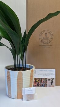 Plant And Pot Subscription Box Houseplant Lover Gift, 8 of 9