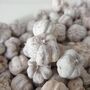 White Dried Baby Pumpkins For Autumn Home Decoration, thumbnail 2 of 4