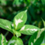 Houseplant Graptophyllum 'Caricature Plant' In 13cm Pot, thumbnail 5 of 5