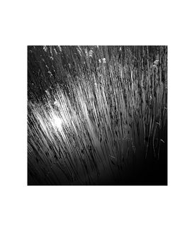 Water Reeds, Lopham Fen Photographic Art Print, 3 of 4