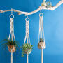 Pack Of Three Indoor Wall Hanging Planter Basket, thumbnail 2 of 5