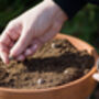 Cornflower Seed Balls Stocking Filler, thumbnail 3 of 8