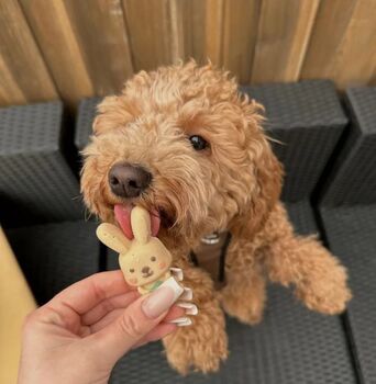 Easter Dog Treats Doggy Chocolate, Biscuits, And Chews, 7 of 11