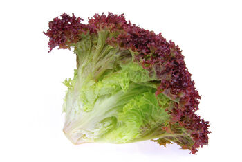 Salad Plant Lettuce 'Lollo Rosso' 12x Plug Plant Pack, 7 of 7