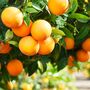 Citrus Orange Tree In Five Litre Pot, thumbnail 6 of 11