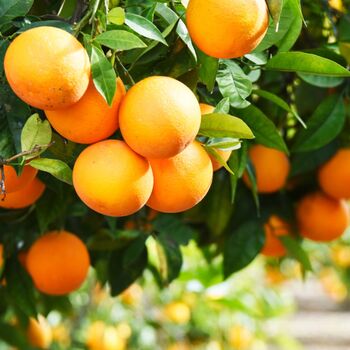 Citrus Orange Tree In Five Litre Pot, 6 of 11