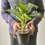Artificial Fishbone Plant In Pot, thumbnail 1 of 4