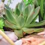 Gold Geometric Terrarium Kit With Succulent Plant Lover Gift, thumbnail 7 of 12