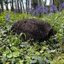 Biscuit The Hedgehog Brushwood House With Nesting Straw, thumbnail 3 of 7