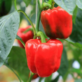 Sweet Pepper Plants Bellboy Three X Plug Plant Pack, 3 of 5