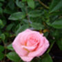 Rose Sandra, Personalised Named Pink Rose Gift, thumbnail 1 of 2
