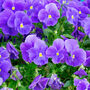 Pansy 'Halloween Mix' 20 X Full Plant Pack, thumbnail 4 of 4