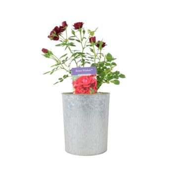 Rose 'Sweet Wishes' Fragrant Pink Floribunda 4 L Pot, 3 of 5