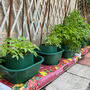 Six Thirsty Tomato Grow Bag Pots Watering Aid Kit, thumbnail 6 of 11