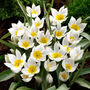 Tulip Polychrome – 10 Botanical White And Yellow Tulip Bulbs, thumbnail 2 of 3