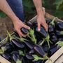 Vegetable Plants Aubergine 'Moneymaker' Plug Pack, thumbnail 10 of 12