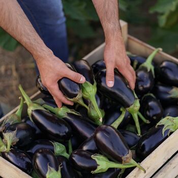 Vegetable Plants Aubergine 'Moneymaker' Plug Pack, 10 of 12