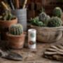 Grow Your Own Cactus Plant, thumbnail 2 of 4