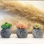 Concrete Shell With Faux Cactus Ornament, thumbnail 4 of 10