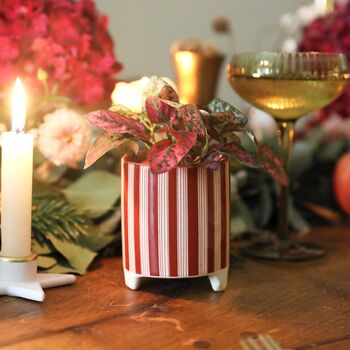 Candy Cane Striped Mini Planter, 3 of 7