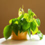 Philodendron Scandens Sweetheart Plant 15cm Hanging Pot, thumbnail 5 of 5