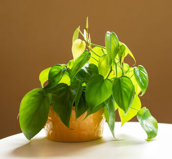 Philodendron Scandens Sweetheart Plant 15cm Hanging Pot, 5 of 5