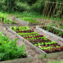 Small Year Round Veg Patch Gift Voucher, thumbnail 5 of 5