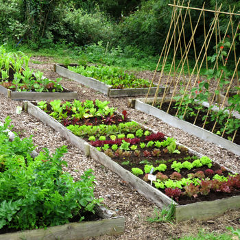 Small Year Round Veg Patch Gift Voucher, 5 of 5