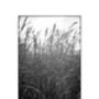 The Wild Grasses, Suffolk Photographic Art Print, thumbnail 3 of 4
