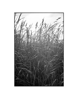 The Wild Grasses, Suffolk Photographic Art Print, 3 of 4