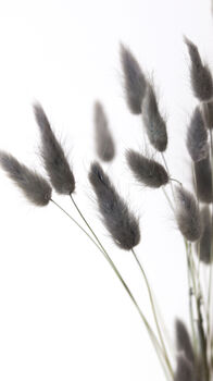 Grey Dried Fluffy Bunny Tails, 4 of 4