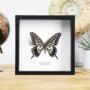 Chinese Yellow Swallowtail Insect Bug Moth Butterfly Box Frame Entomology Taxidermy Interior Design Modern Home Decor Wall Hanging Display Gift Ornament, thumbnail 1 of 3