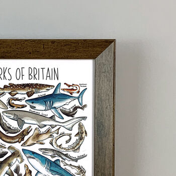 Sharks Of Britain Wildlife Watercolour Print, 4 of 4