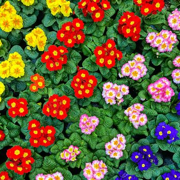 Primula Multi Colour Mix 6 X Plant Pack, 4 of 5