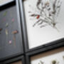 Whisper Stem Original Pressed Flower Art In A3 Black Frame, thumbnail 7 of 7