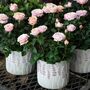 Miniature Rose Blush Pink Two Plants In 10.5cm Pots, thumbnail 1 of 4