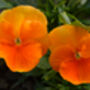 Viola 'Deep Orange' Six X Plant Pack, thumbnail 5 of 6