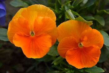 Viola 'Deep Orange' Six X Plant Pack, 5 of 6