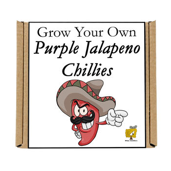 Grow Your Own Chilli Plant. Purple Jalapeno Seeds Kit, 4 of 4