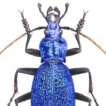 Illustrated Blue Ground Beetle Print, 2 of 3