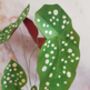 Begonia Paper Plant Kit, thumbnail 4 of 4