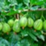 Gooseberry Plants, 'Leveller', thumbnail 7 of 7